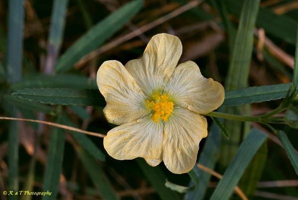 {Sida elliottii}